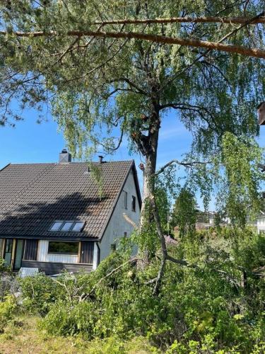 Trær som er kuttet