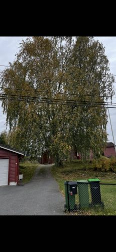 Bjørken før den ble kuttet ned